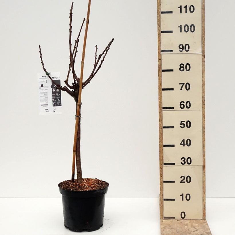 Exemplar von Süßkirsche Reverchon - Prunus avium Topf mit 7,5L/10L, Gobelet-Form wie im Winter geliefert