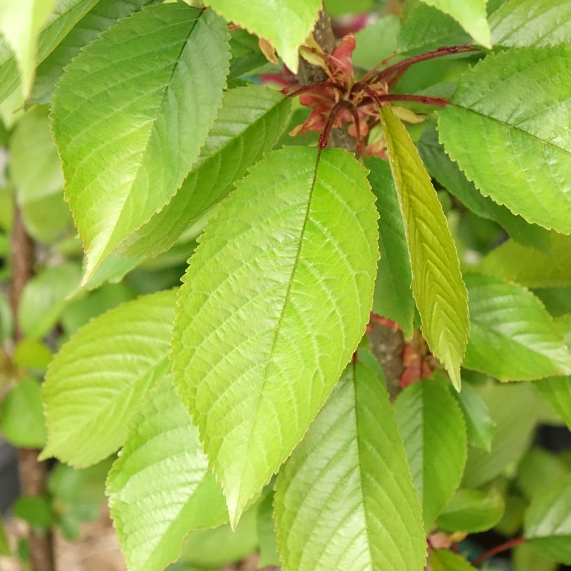 Süßkirsche Reverchon - Prunus avium (Foliage)
