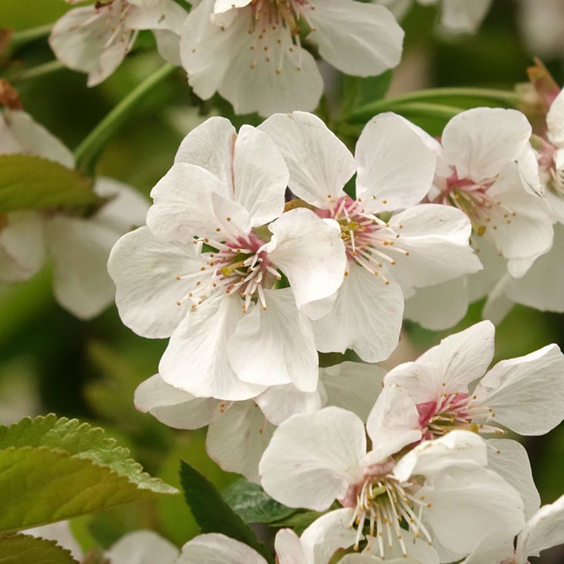 Süßkirsche Reverchon - Prunus avium (Flowering)