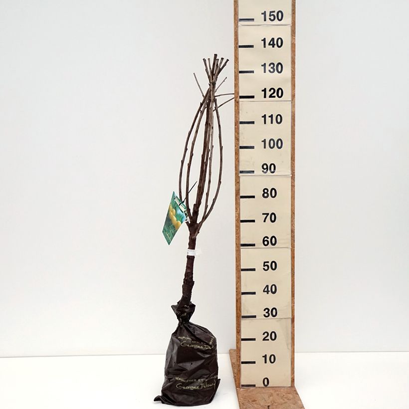 Exemplar von Süßkirsche Stark Gold - Prunus avium Ballenware "Fertig-zum-Pflanzen", Gobelet-Form wie im Herbst geliefert