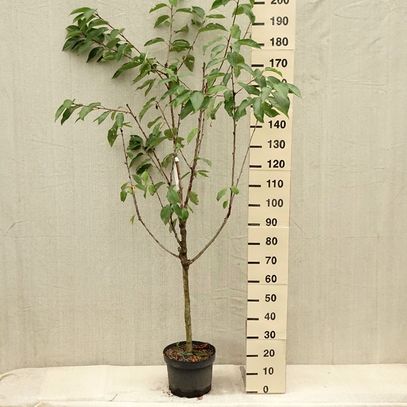 Example of Süßkirsche Summit - Prunus avium Topf mit 7,5L/10L, Gobelet-Form as you get in ete