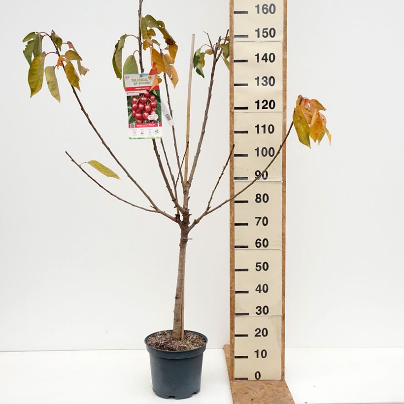 Exemplar von Süßkirsche Summit - Prunus avium Topf mit 7,5L/10L, Gobelet-Form wie im Herbst geliefert