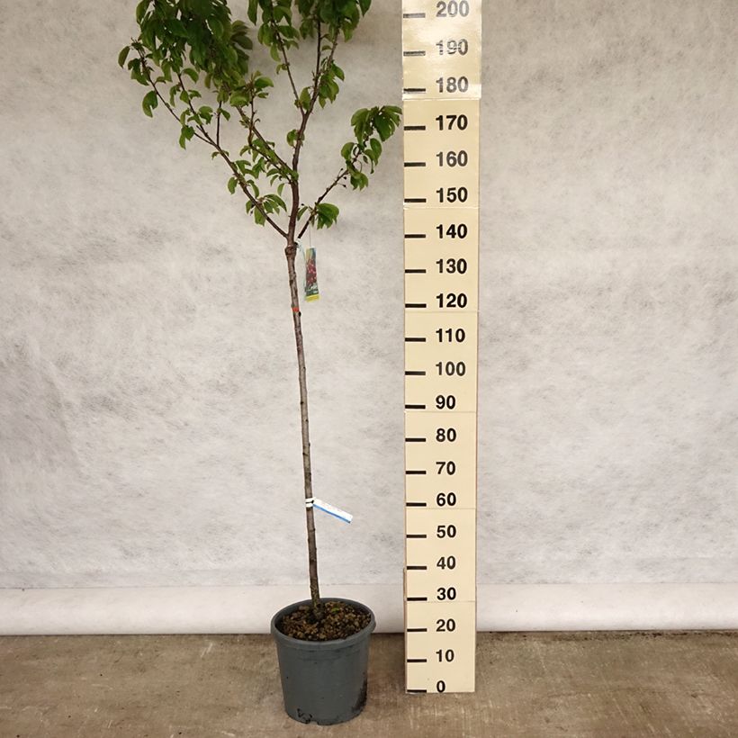 Exemplar von Süßkirsche Sunburst - Prunus avium Topf mit 7,5L/10L, Halbstamm wie im Frühjahr geliefert
