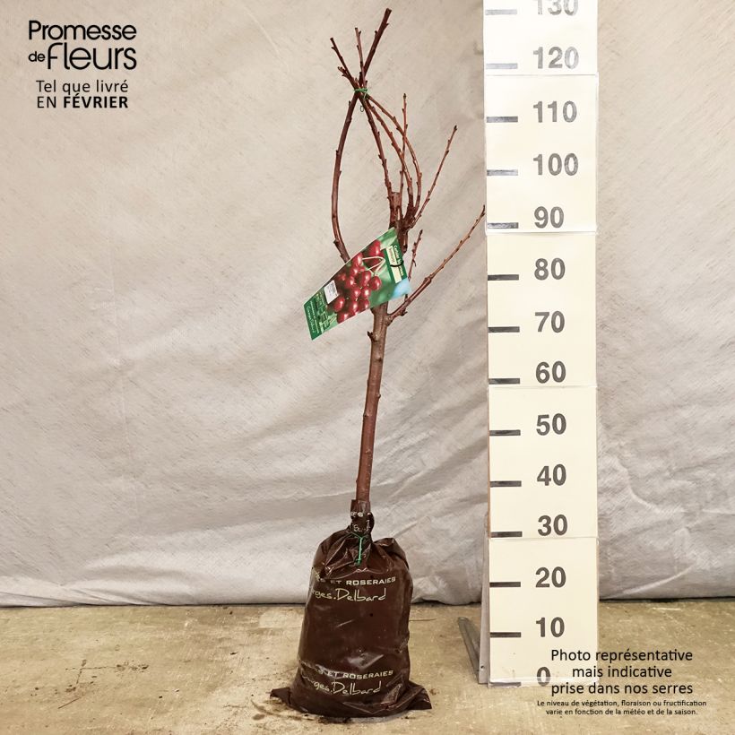 Exemplar von Süßkirsche Sunburst - Prunus avium Plug "Fertig-zum-Pflanzen", Gobelet-Form wie im Winter geliefert