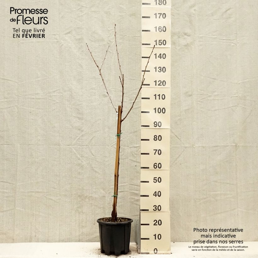 Example of Süßkirsche Sweetheart - Prunus avium Topf mit 7,5L/10L, Gobelet-Form as you get in hiver