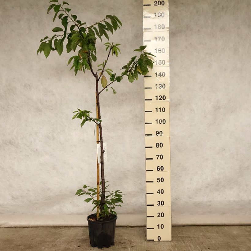 Example of Süßkirsche Van - Prunus avium Topf mit 7,5L/10L, Halbstamm as you get in ete