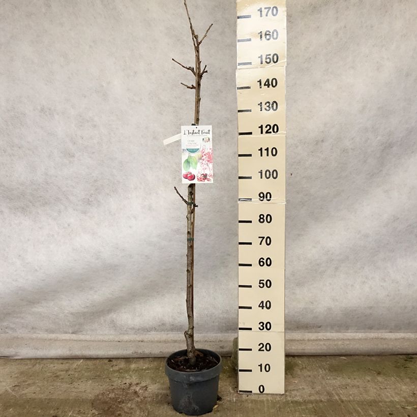 Example of Sauerkirsche Hong kong - Prunus cerasus Topf mit 6L/7L, Säulenförmig as you get in automne