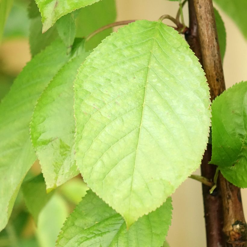 Sauerkirsche Hong kong - Prunus cerasus (Foliage)