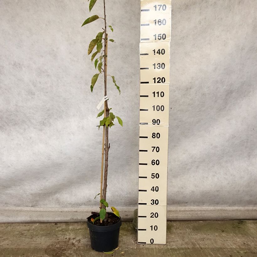 Example of Sauerkirsche Shangai - Prunus cerasus Topf mit 6L/7L, Säulenförmig as you get in automne