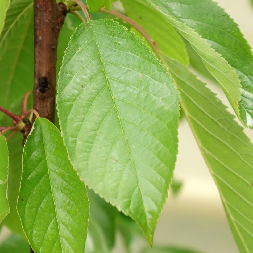 Sauerkirsche Shangai - Prunus cerasus (Foliage)