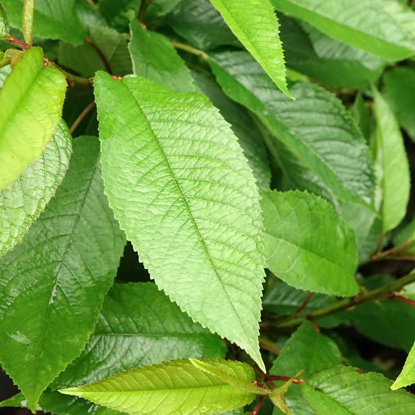 Süßkirsche Sylvia - Prunus avium (Foliage)