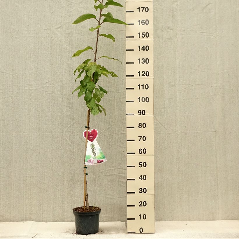 Example of Süßkirsche Sylvia - Prunus avium Topf mit 4L/5L, Säulenförmig as you get in ete