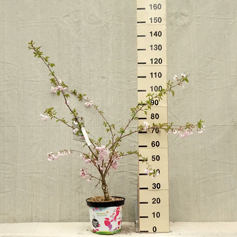Exemplar von Zierkirsche Accolade - Prunus Topf mit 7,5L/10L wie im Frühjahr geliefert