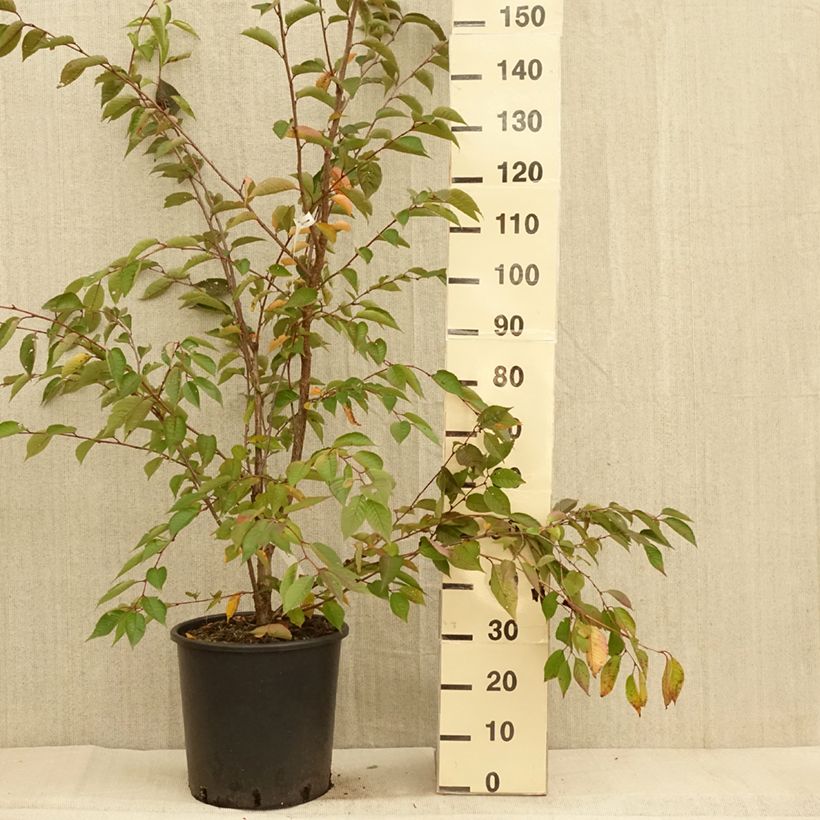 Example of Zierkirsche Accolade - Prunus Topf mit 18L/20L as you get in automne
