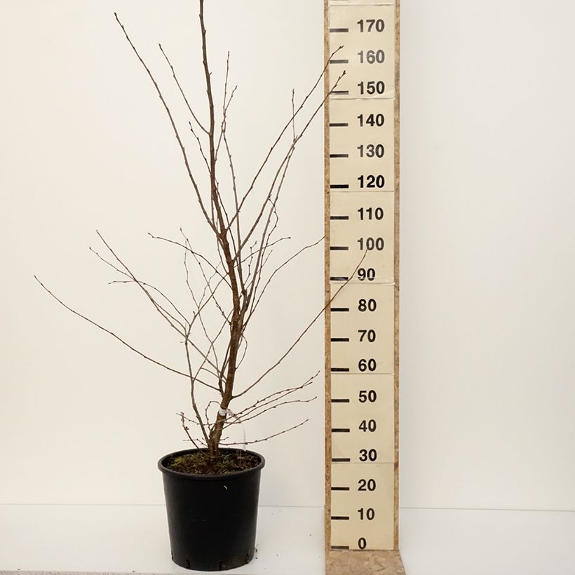 Exemplar von Zierkirsche Accolade - Prunus Topf mit 18L/20L wie im Winter geliefert