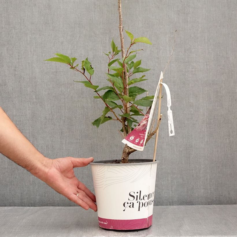 Exemplar von Zierkirsche Accolade - Prunus Topf mit 4L/5L wie im Sommer geliefert