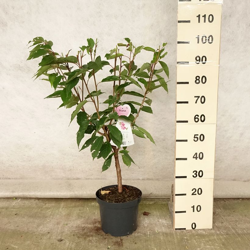 Example of Zierkirsche Kanzan - Prunus serrulata Topf mit 7,5L/10L as you get in ete