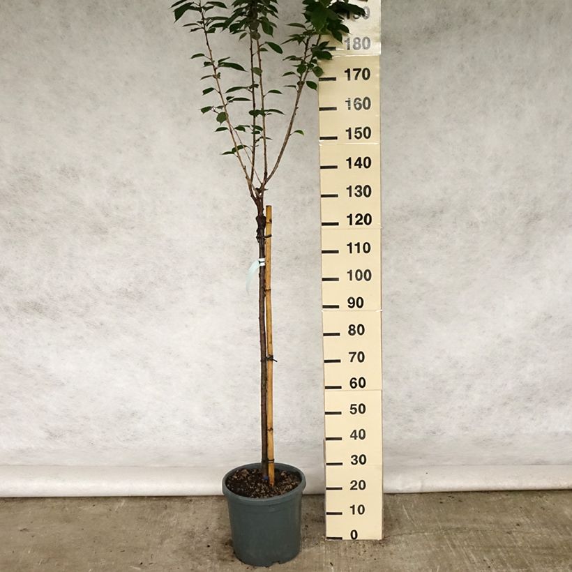 Exemplar von Zierkirsche Kanzan - Prunus serrulata Topf mit 7,5L/10L wie im Frühjahr geliefert