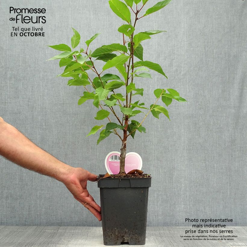 Example of Zierkirsche Kanzan - Prunus serrulata Topf mit 4L/5L as you get in automne