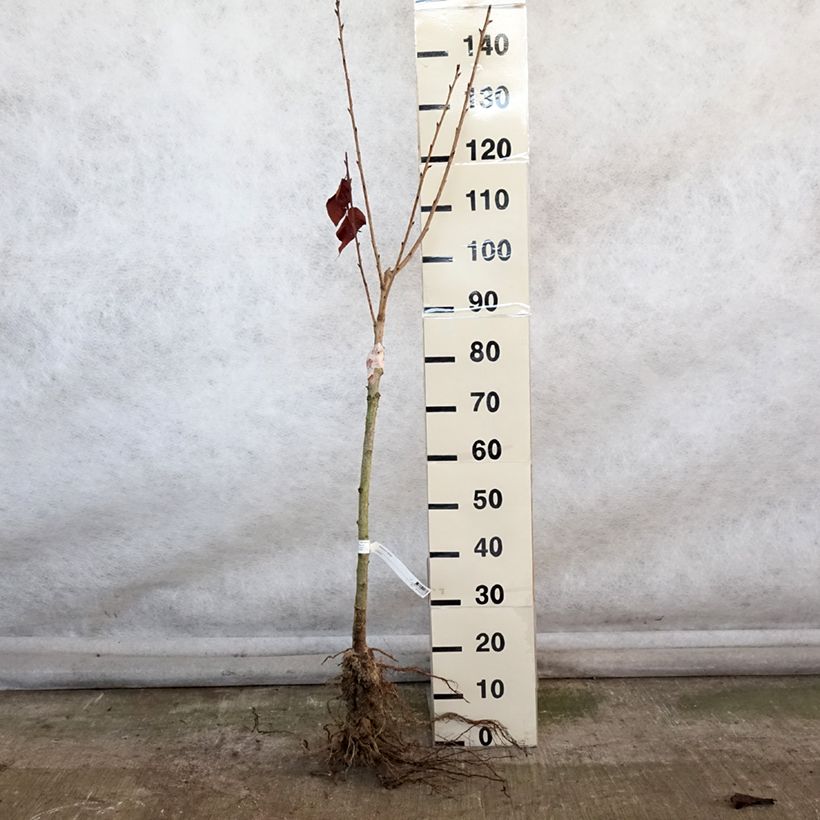 Example of Zierkirsche Kanzan - Prunus serrulata Wurzelnackt as you get in hiver