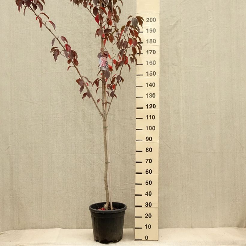 Example of Zierkirsche Royal Burgundy - Prunus serrulata Topf mit 12L/15L as you get in automne