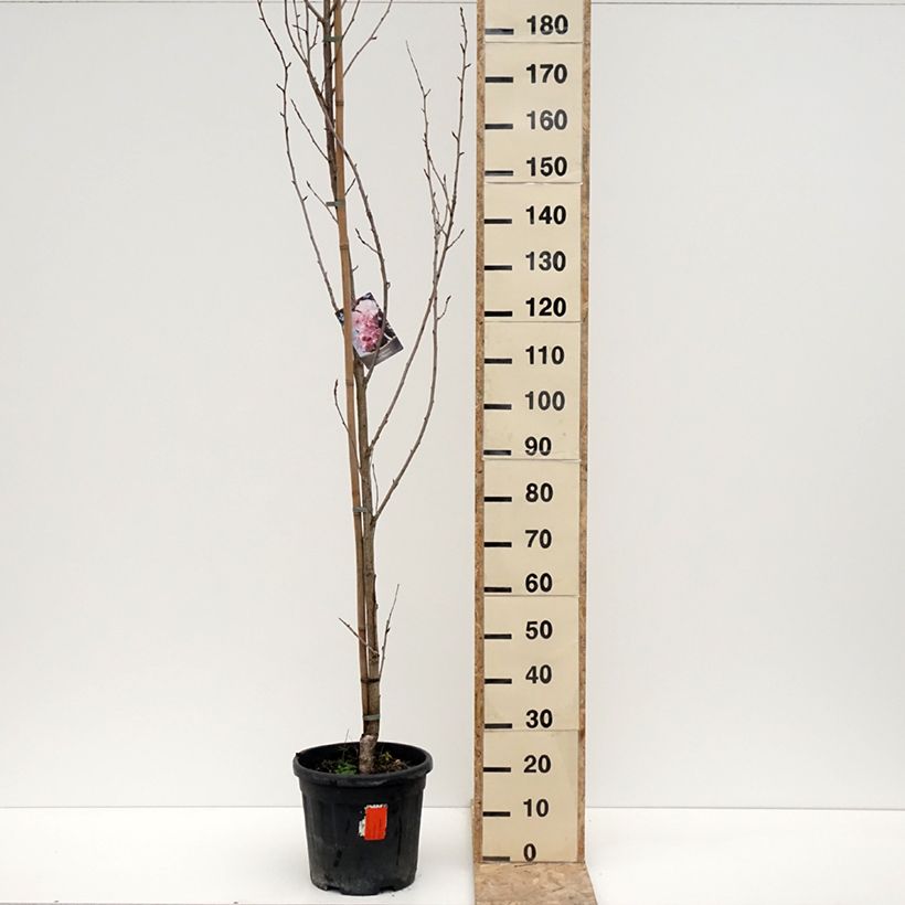 Exemplar von Zierkirsche Royal Burgundy - Prunus serrulata Topf mit 12L/15L wie im Winter geliefert