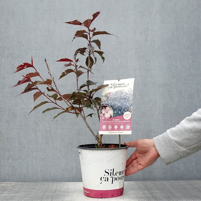Example of Zierkirsche Royal Burgundy - Prunus serrulata Topf mit 4L/5L as you get in ete