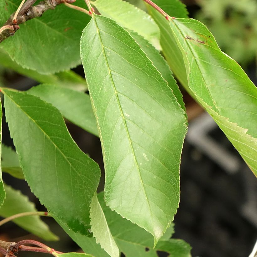 Sauerkirsche Bigarreau Hedelfingen - Prunus cerasus (Foliage)
