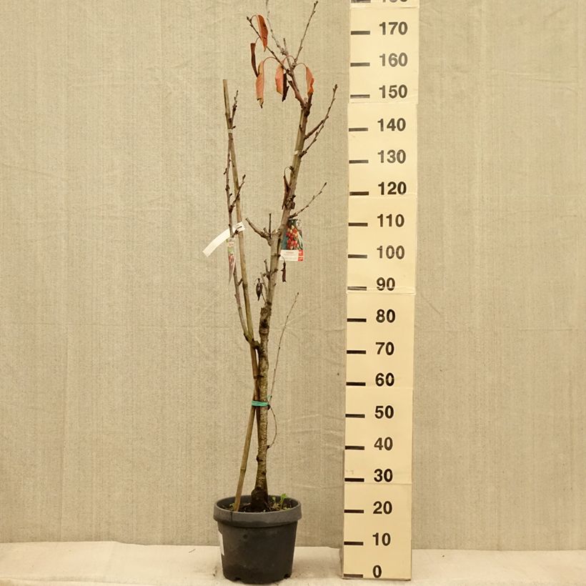 Example of Sauerkirsche Bigarreau Hedelfingen - Prunus cerasus Topf mit 7,5L/10L as you get in automne
