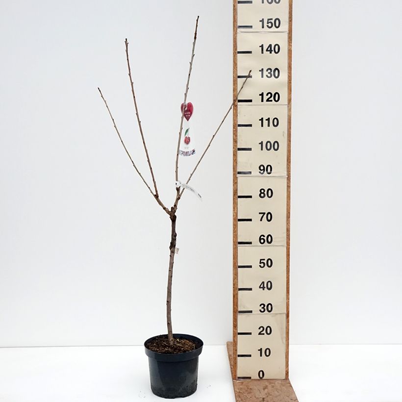 Exemplar von Sauerkirsche Bigarreau Hedelfingen - Prunus cerasus Topf mit 7,5L/10L wie im Winter geliefert
