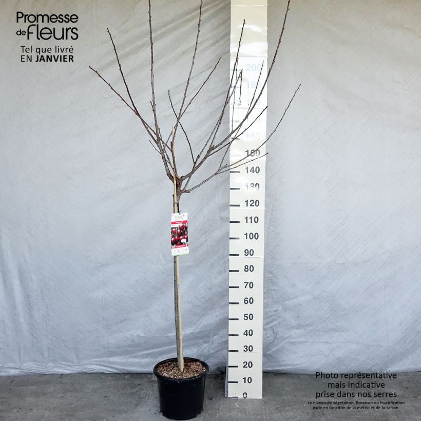 Exemplar von Sauerkirsche Early Rivers - Prunus cerasus Topf mit 7,5L/10L, Halbstamm wie im Winter geliefert
