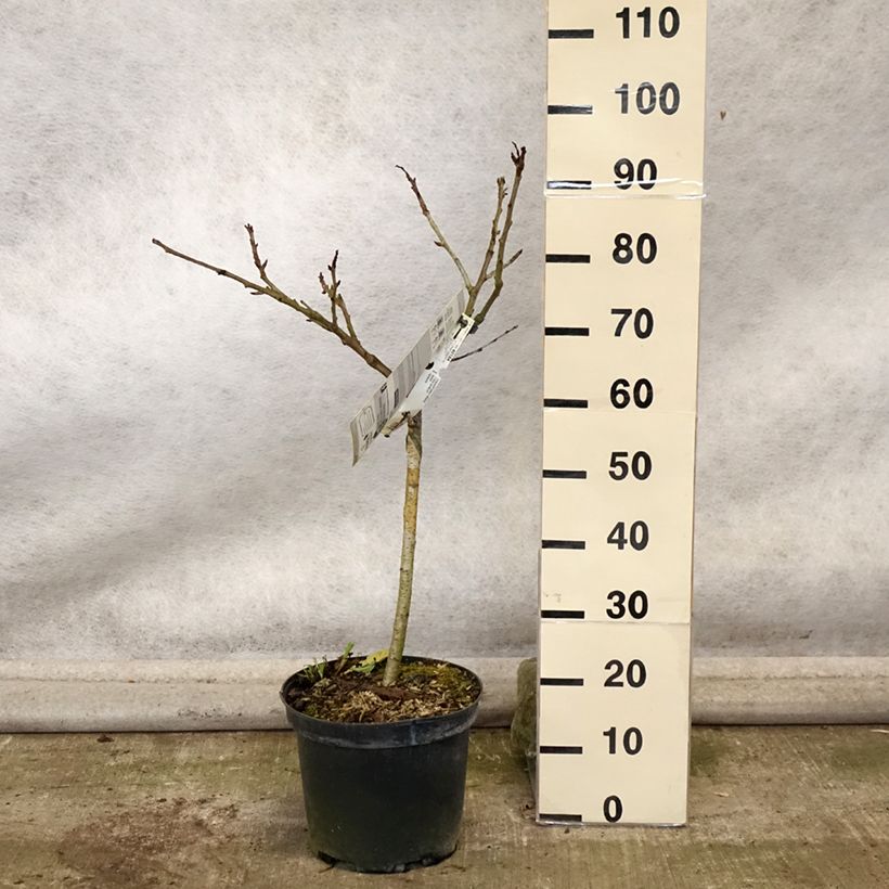 Example of Sauerkirsche Early Rivers - Prunus cerasus Topf mit 7,5L/10L, Gobelet-Form as you get in automne