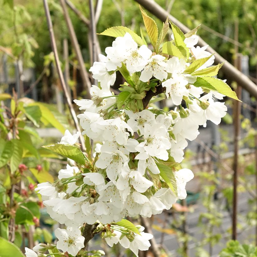 Sauerkirsche Early Rivers - Prunus cerasus (Flowering)
