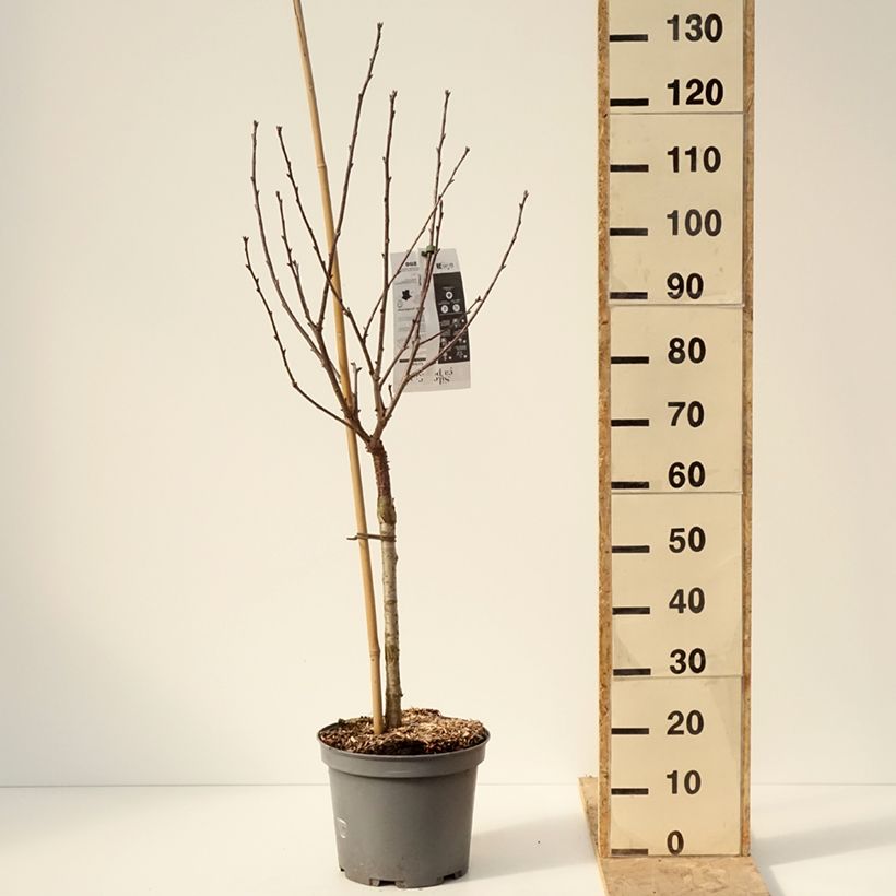 Exemplar von Sauerkirsche Griottier Griotte de Montmorency - Prunus cerasus Topf mit 7,5L/10L, Gobelet-Form wie im Winter geliefert