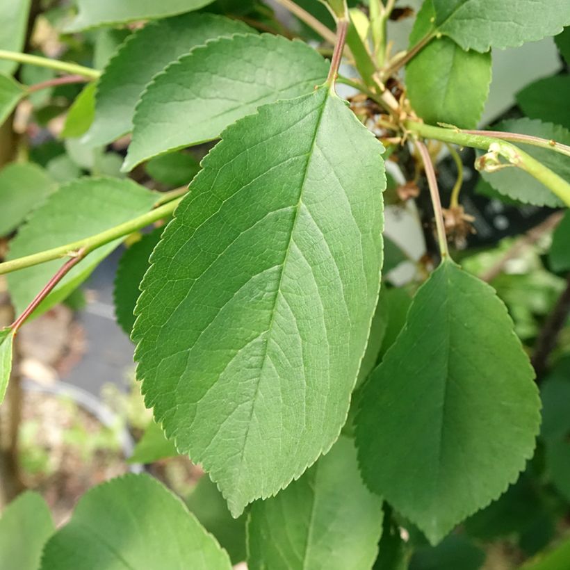 Sauerkirsche Griottier Griotte de Montmorency - Prunus cerasus (Foliage)