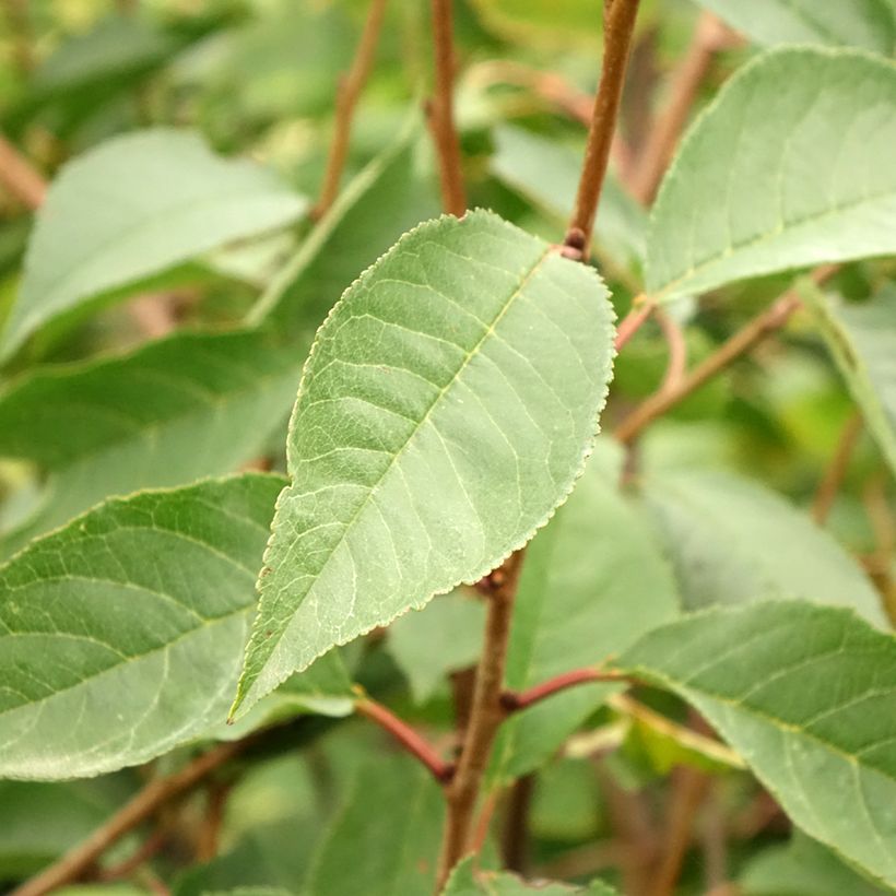 Sauerkirsche Kelleriis16 Bio - Prunus cerasus (Foliage)