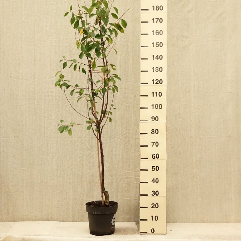 Example of Sauerkirsche Kelleriis16 Bio - Prunus cerasus Topf mit 4L/5L, 1/4 Stängel as you get in ete