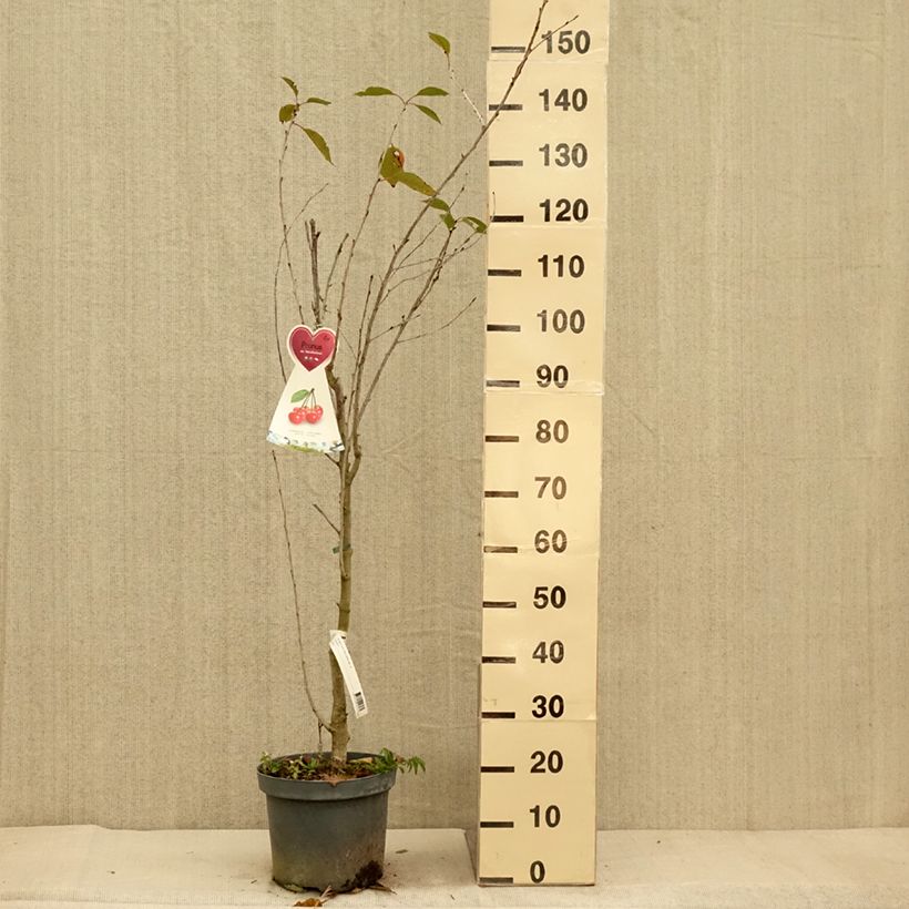 Example of Sauerkirsche Kelleriis15 - Prunus cerasus Topf mit 7,5L/10L, Gobelet-Form as you get in automne