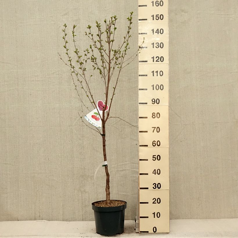 Exemplar von Sauerkirsche Kelleriis15 - Prunus cerasus Topf mit 7,5L/10L, Gobelet-Form wie im Frühjahr geliefert