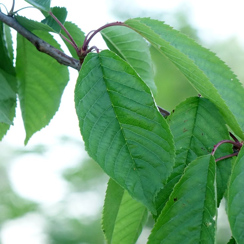 Süßkirsche Kordia - Prunus avium (Foliage)