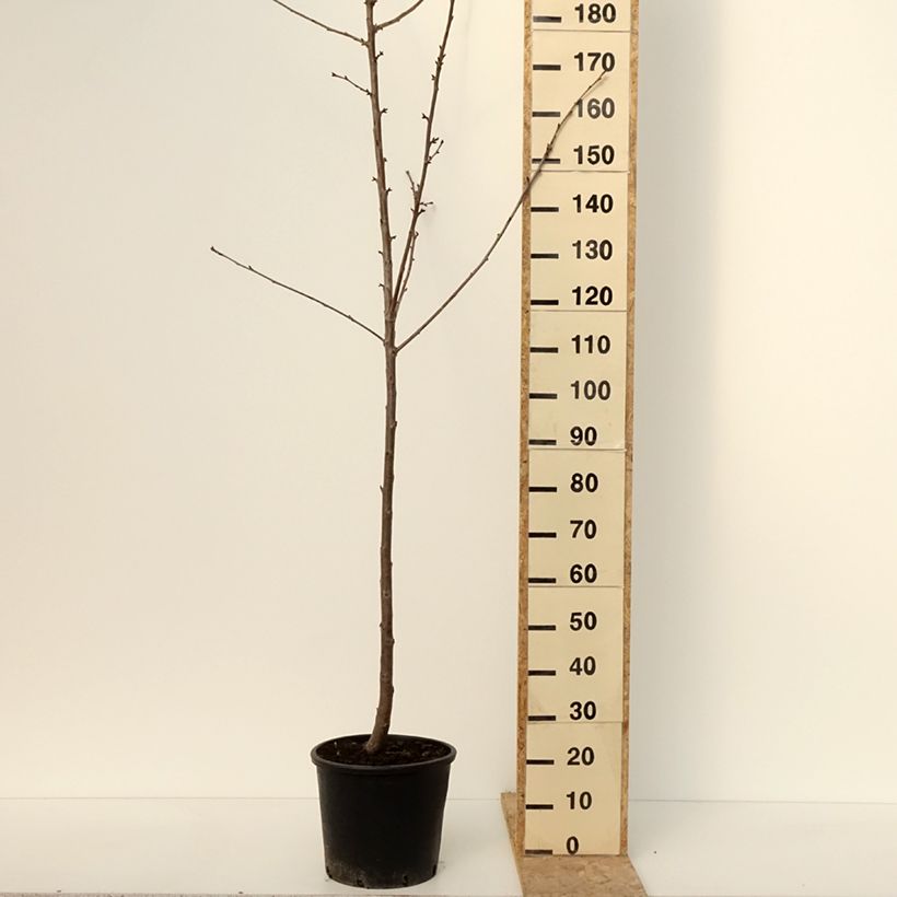 Example of Süßkirsche Kordia - Prunus avium Topf mit 20L/25L, Halbstamm as you get in hiver