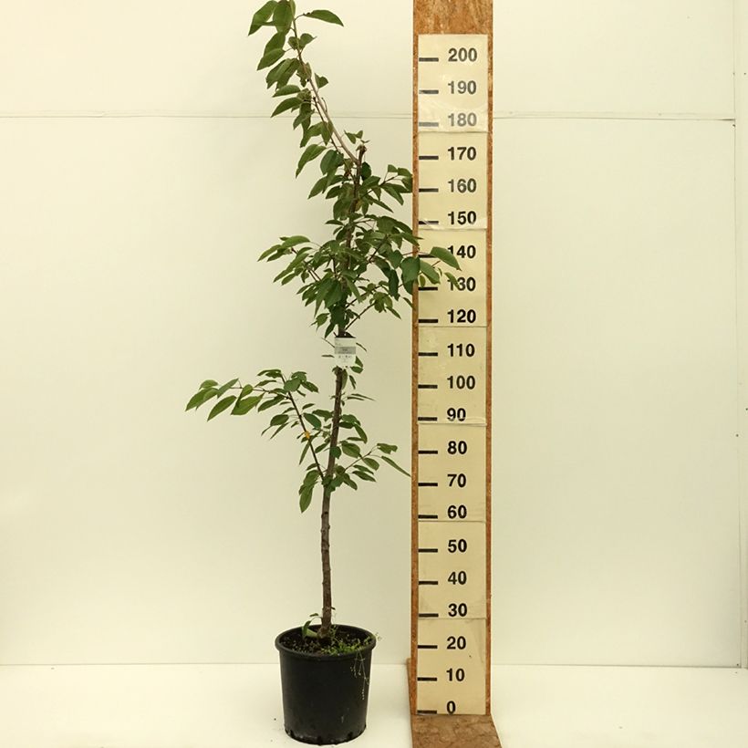 Exemplar von Süßkirsche Kordia - Prunus avium Topf mit 20L/25L, Halbstamm wie im Sommer geliefert