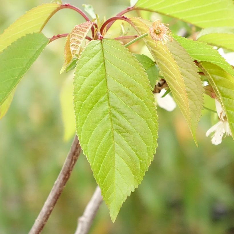 Süßkirsche Kunzego (Kunzes Kirche) - Prunus avium (Foliage)