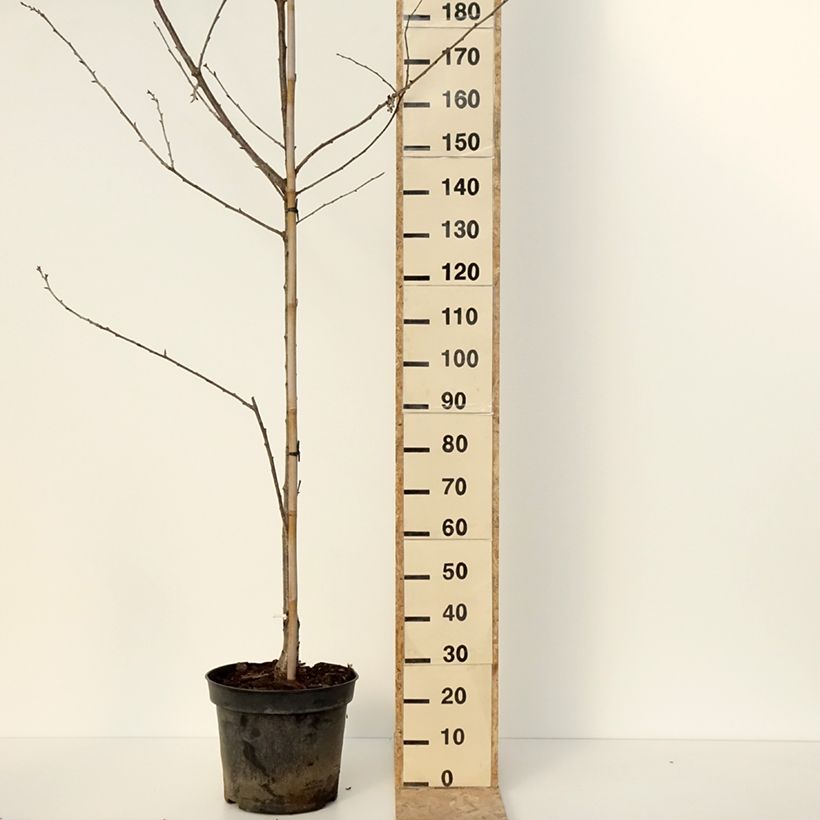 Example of Süßkirsche Kunzego (Kunzes Kirche) - Prunus avium Topf mit 20L/25L, Halbstamm as you get in hiver