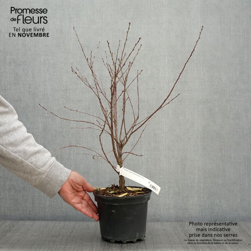 Example of Sauerkirsche Carmine Jewel - Prunus cerasus x fruticosa Topf mit 2L/3L as you get in automne