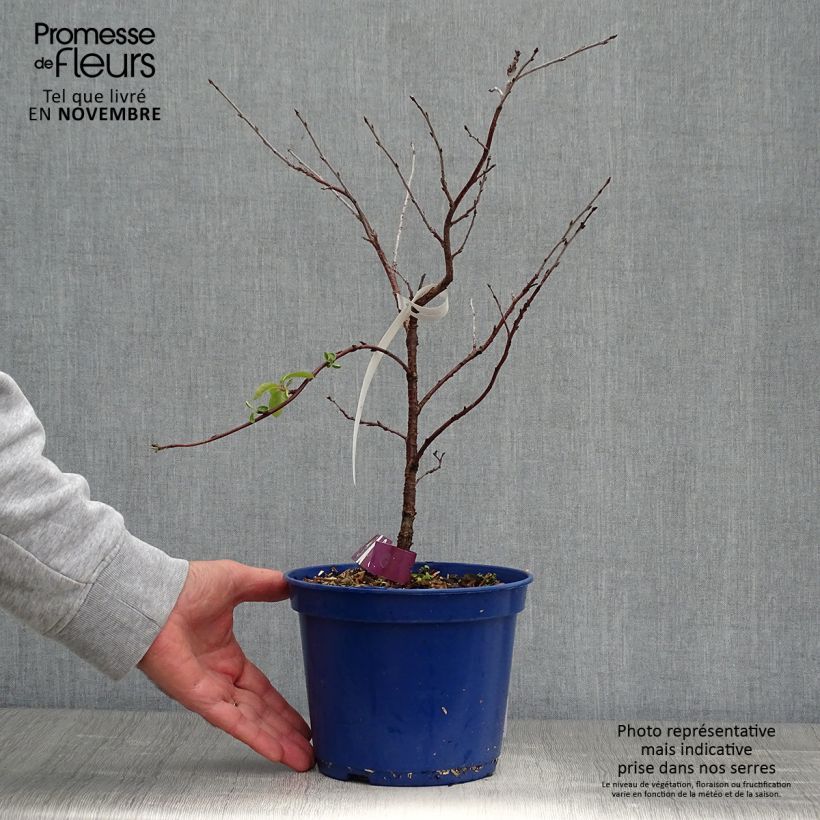 Example of Sauerkirsche Fruitality Cherry Baby (‘Porthos’) - Prunus cerasus Topf mit 2L/3L, Strauch/Busch, mehrstämmig as you get in automne