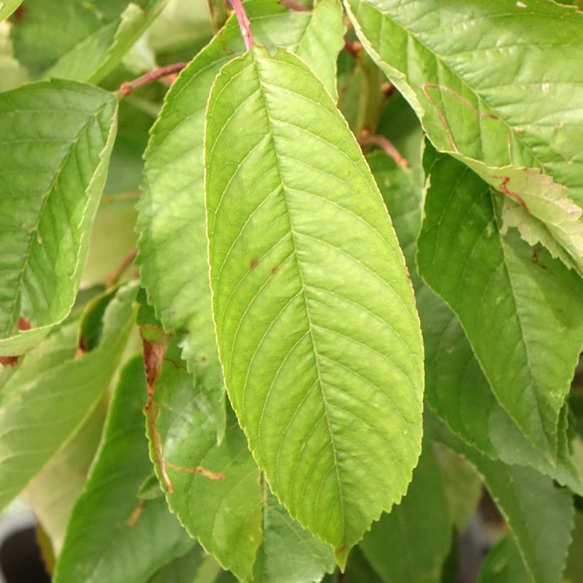 Sauerkirsche Fruit Me Cherry Me - Prunus cerasus (Foliage)