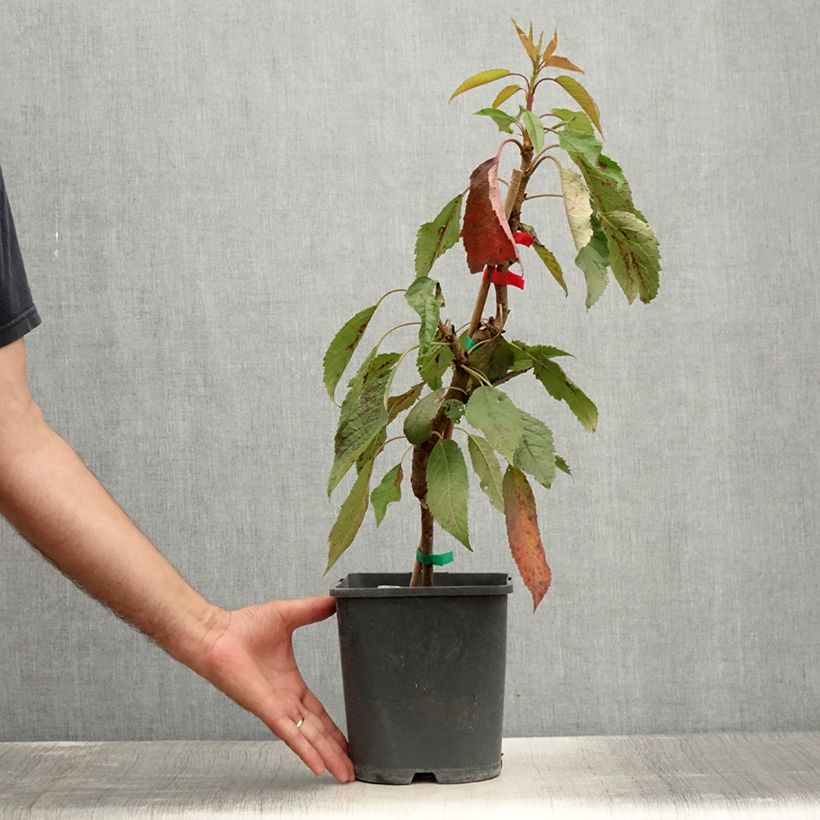 Example of Sauerkirsche Fruit Me Cherry Me Lapins - Prunus cerasus Topf mit 4L/5L, Zwergform as you get in ete