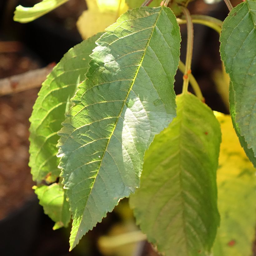 Süßkirsche Garden Bing - Prunus avium (Foliage)