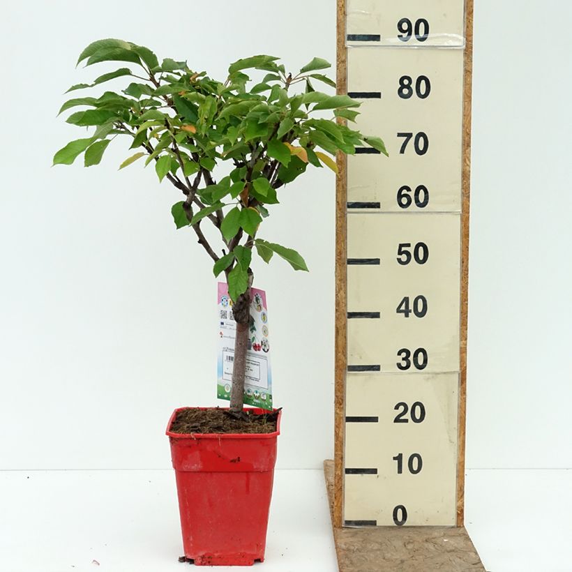 Exemplar von Süßkirsche Garden Bing - Prunus avium Topf mit 6L/7L, 1/4 Stängel wie im Sommer geliefert